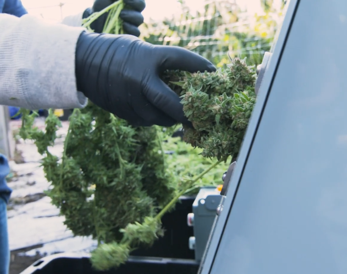 Bucker comparison safety factor